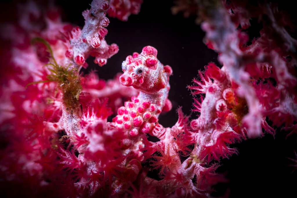 A,Beautiful,Pygmy,Seahorse,In,Vibrant,Colorful,Corals,Pink