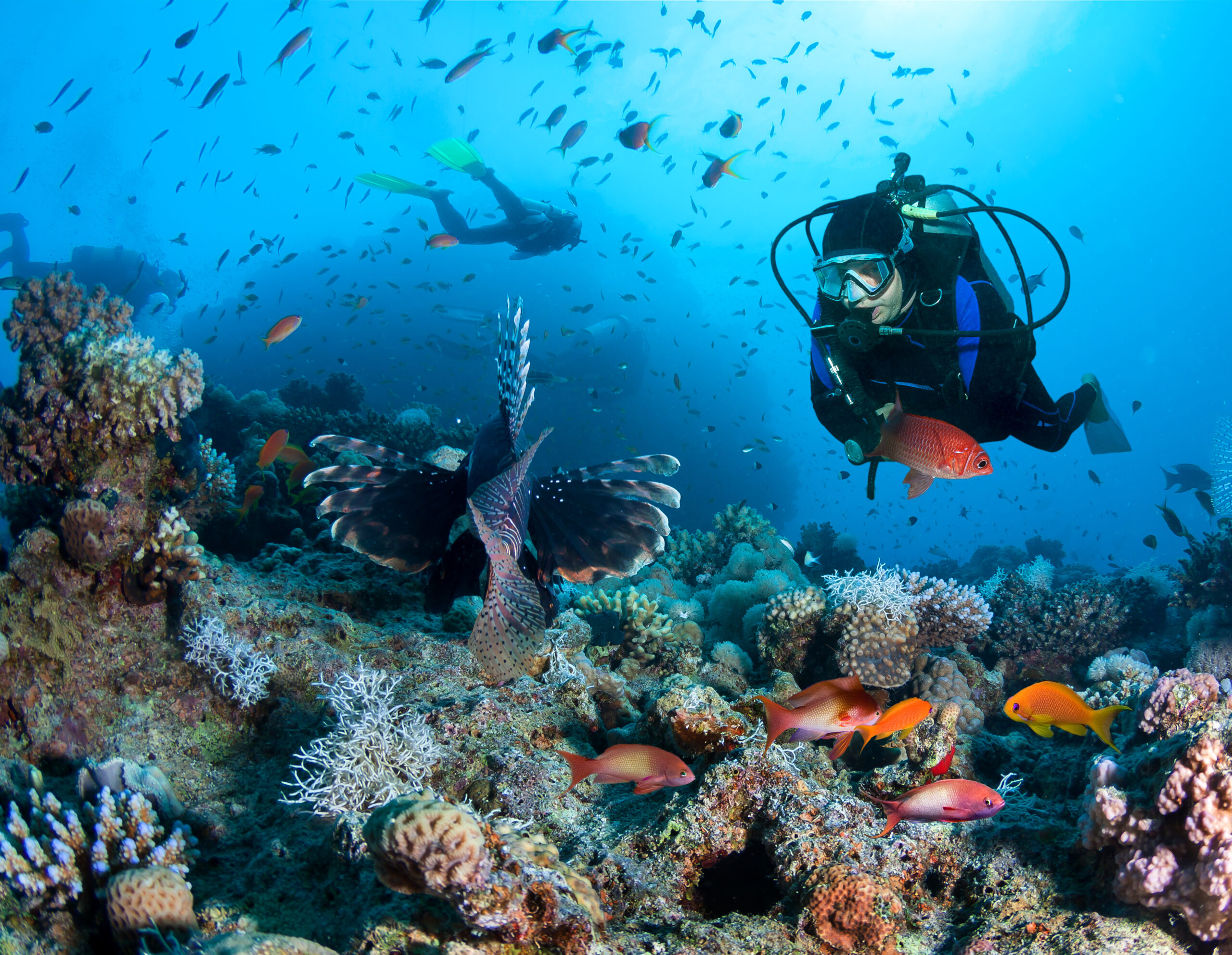 Group,Of,Divers,Exlpore,Colorful,Coral,Reef.
